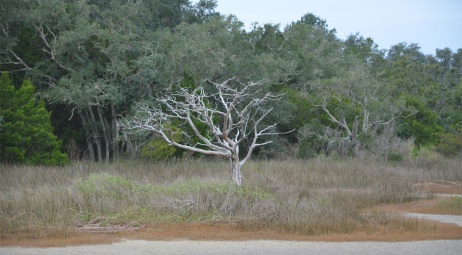 Un arbre mort sur Pinckney Island