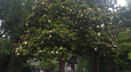 Magnolia de la voisine ;)