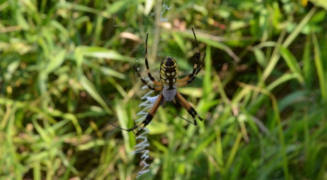 Phinizy Swamp, araignée