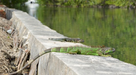 iguanes en bord de canal