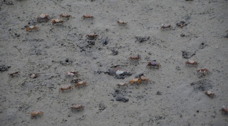 Marsh Boardwalk, crabes