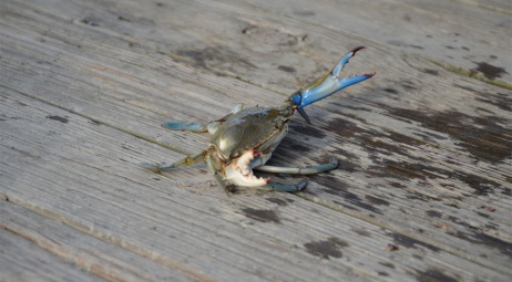 Marsh Boardwalk, Blue Crab