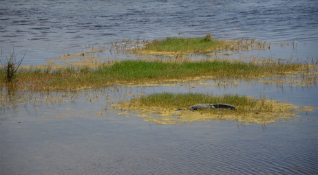 Black Point Wildlife Drive, alligator