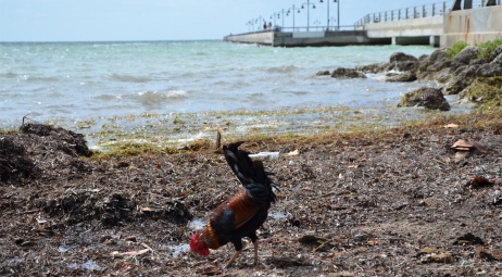Key West - un coq