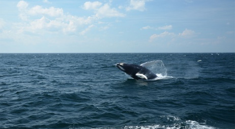Plymouth MA, balade avec les baleines