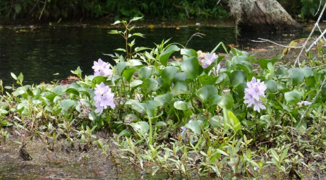 Fleurs violettes sur l'Augusta Canal