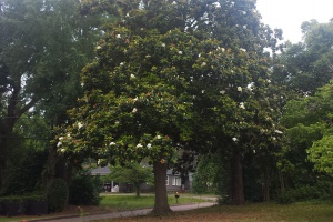 Magnolia Tree