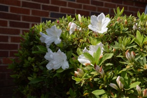 buisson en fleurs