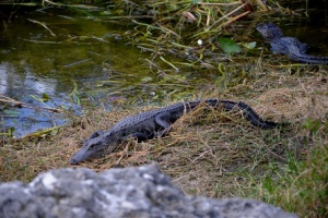 alligators everglades