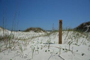 plage sauvage cumberland island