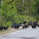 Loop Road Scenic Drive, Turkey Vultures - ETAPE 3 Les Everglades
