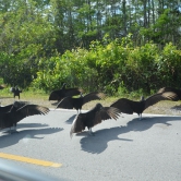 Loop Road Scenic Drive, Turkey Vultures - ETAPE 3 Les Everglades