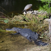 Loop Road Scenic Drive, alligator and turtle - ETAPE 3 Les Everglades