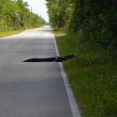 Loop Road Scenic Drive, alligator - ETAPE 3 Les Everglades