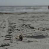 Hilton Head Island - sur la plage