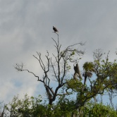Bald Eagle en milieu sauvage - ETAPE 4 Crystal River