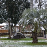 Neige - Palmier et neige