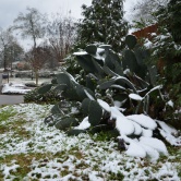 Neige - Cactus sous la neige