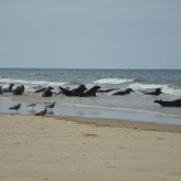 Cape Cod, Head of the Meadow Beach