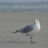 Hilton Head Island - coucou la mouette