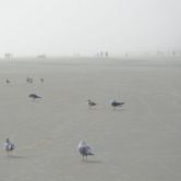 Hilton Head Island - coucou les mouettes