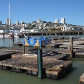 San Francisco, les Sea Lions au Pier 39