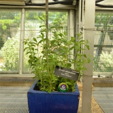 Washington D.C., Botanic Garden - Stevia !