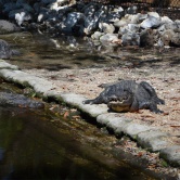 Homosassa State Park, alligators - ETAPE 4 Crystal River