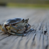 Hunting Island - Marsh Boardwalk, Blue Crab