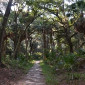 Hunting Island - trail into the wild