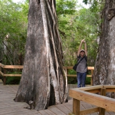 Broadwalk dans une forêt de Big Cypress - ETAPE 3 Les Everglades