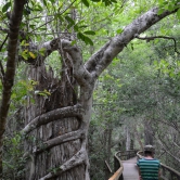Broadwalk dans une forêt de Big Cypress - ETAPE 3 Les Everglades