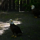 Homosassa State Park, bald eagle - ETAPE 4 Crystal River