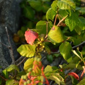 Cape Cod, Poison Ivy