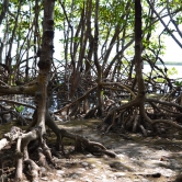 Loop Road Scenic Drive, mangrove - ETAPE 3 Les Everglades