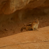 Bryce Canyon, un chipmunk