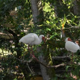 Homosassa State Park, ibis - ETAPE 4 Crystal River