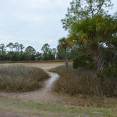 Pinckney Island - marécage