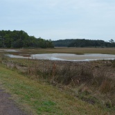 Pinckney Island - sur le chemin de rando