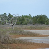 Pinckney Island - sur le chemin de rando, un arbre mort