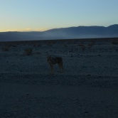 Sur la route vers Bodie/Yosemite, rencontre avec un coyote