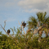 Bio Lab Road, black vulture - ETAPE 6 Merritt Island