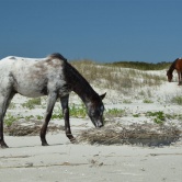 Cumberland Island, chevaux sauvages - ETAPE 1 Floride