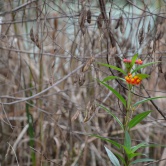 Pinckney Island - la nature dans toute sa splendeur