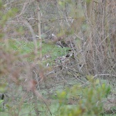 Pinckney Island - des jeunes ibis