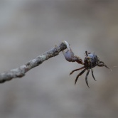 Pinckney Island - crabe