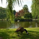 Boston, Public Garden et ses canards