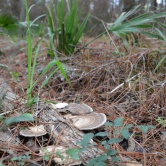 Pinckney Island - champignons