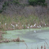 Pinckney Island - repère des oiseaux