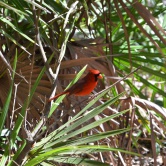 Cumberland Island, cardinal rouge - ETAPE 1 Floride